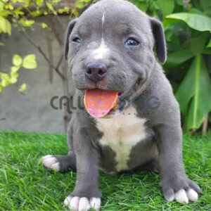 American Bully Puppy
