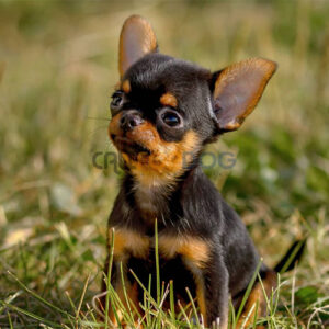 Chihuahua Puppy
