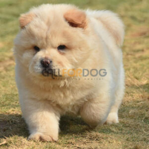 Chow Chow Puppy