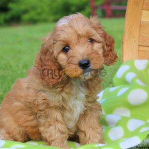 Cockapoo Puppy