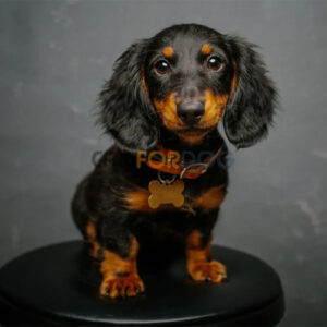 Dachshund Puppy