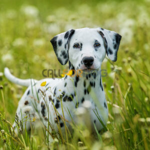 Dalmatian Puppy
