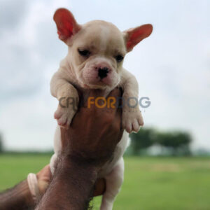 English Bulldog Puppy