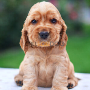 English Cocker Spaniel Puppy