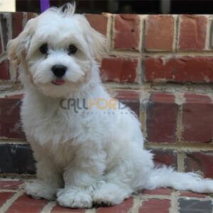 Bichon Frise Puppy