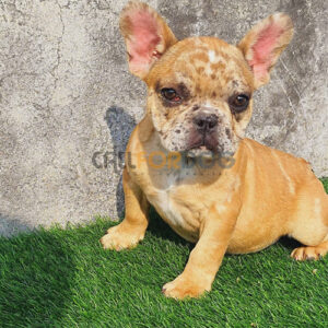 French Bulldog Puppy