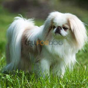 Japanese Chin Puppy
