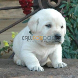 Labrador Retriever Puppy