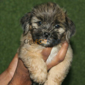 Lasha Apso Puppy