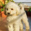 Maltipoo Puppy - Image 2