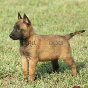 Belgium Shepherd Puppy