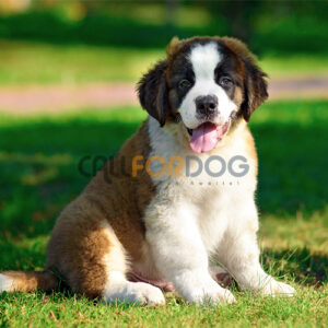 Saint Bernard Puppy