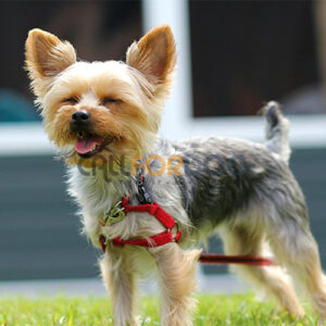 Yorkshire Terrier Puppy