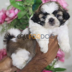 Shihtzu Puppy
