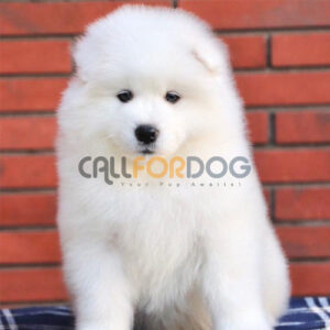 Samoyed Puppy