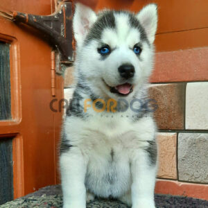 Siberian Husky Puppy