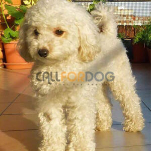 Poodle Puppy