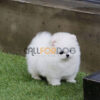 Pomeranian Puppy - Image 2
