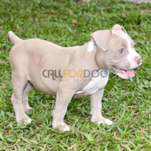 Pitbul Terrier Puppy