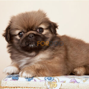 Pekingese Puppy
