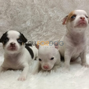 Pakistani Bully Puppy