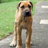 English Mastiff Puppy - Image 2