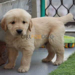 Golden Retriever Puppy