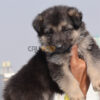 German Shepherd Puppy - Image 2