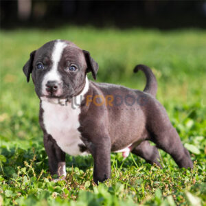 American Terrier Puppy