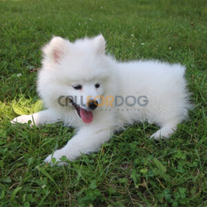 American Eskimo Puppy