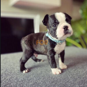 Boston Terrier Puppy