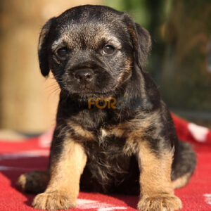 Border Terrier Puppy