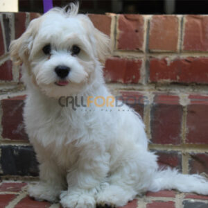 Havanese Puppy