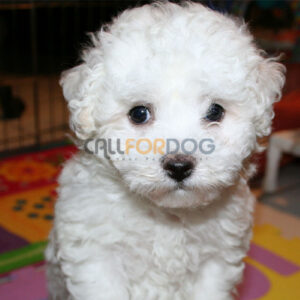 Maltipoo Puppy