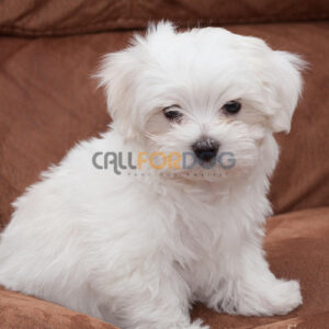 Maltese Puppy