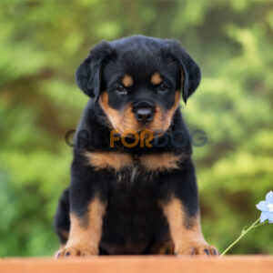Rottweiler Puppy