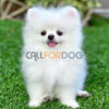Pomeranian Puppy