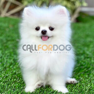 Pomeranian Puppy