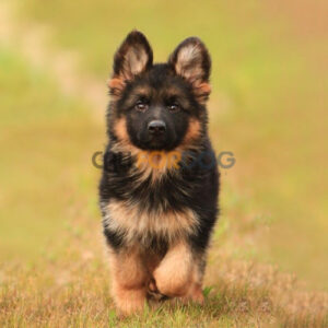 German Shepherd Puppy