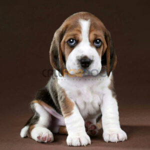 Beagle Puppy