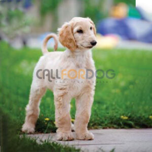 Afghan Hound Puppy