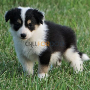 Border Collie Puppy
