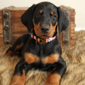 Doberman Pinscher Puppy