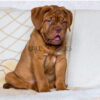 French Mastiff Puppy - Image 2