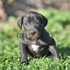 Great Dane Puppy