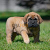 English Mastiff Puppy