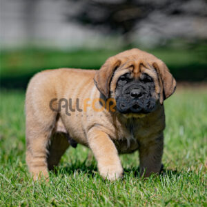English Mastiff Puppy